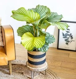 Réconciliation Végétale Plantes D'intérieur Et Fleurs D'intérieur Calathea Plante D'intérieur Tropicale Sans Cache-pot -Parasols Soldes Magasin calathea plante d interieur tropicale sans cache pot 3