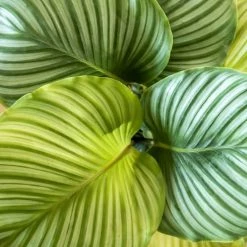 Réconciliation Végétale Plantes D'intérieur Et Fleurs D'intérieur Calathea Plante D'intérieur Tropicale Sans Cache-pot -Parasols Soldes Magasin calathea plante d interieur tropicale sans cache pot 4