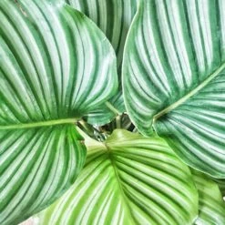 Réconciliation Végétale Plantes D'intérieur Et Fleurs D'intérieur Calathea Plante D'intérieur Tropicale Sans Cache-pot -Parasols Soldes Magasin calathea plante d interieur tropicale sans cache pot 5