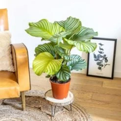 Réconciliation Végétale Plantes D'intérieur Et Fleurs D'intérieur Calathea Plante D'intérieur Tropicale Sans Cache-pot -Parasols Soldes Magasin calathea plante d interieur tropicale sans cache pot 6