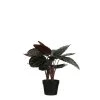 Mica Decorations Plantes D'intérieur Et Fleurs D'intérieur Calathea Roseopicta Artificielle En Pot H60 -Parasols Soldes Magasin calathea roseopicta artificielle en pot h60