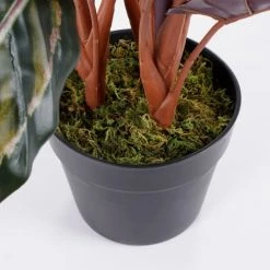 Mica Decorations Plantes D'intérieur Et Fleurs D'intérieur Calathea Roseopicta Artificielle En Pot H60 -Parasols Soldes Magasin calathea roseopicta artificielle en pot h60 3