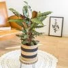 Réconciliation Végétale Plantes D'intérieur Et Fleurs D'intérieur Calathéa Wavestar Avec Cache-pot -Parasols Soldes Magasin calathea wavestar avec cache pot