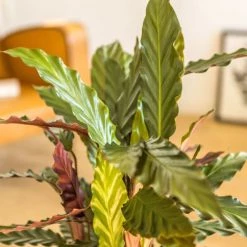 Réconciliation Végétale Plantes D'intérieur Et Fleurs D'intérieur Calathéa Wavestar Avec Cache-pot 10 Réconciliation Végétale Plantes D'intérieur Et Fleurs D'intérieur Calathéa Wavestar Avec Cache-pot -Parasols Soldes Magasin calathea wavestar avec cache pot 2