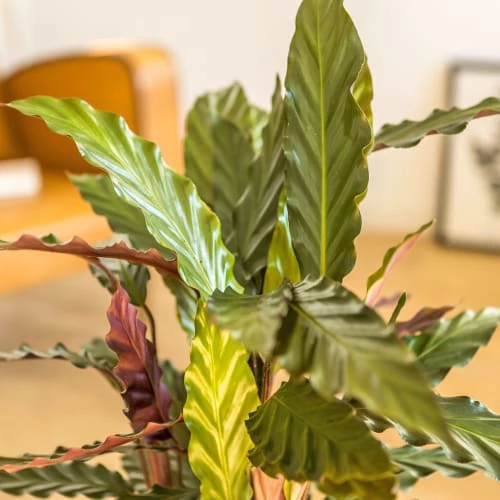 Réconciliation Végétale Plantes D'intérieur Et Fleurs D'intérieur Calathéa Wavestar Avec Cache-pot 5 Réconciliation Végétale Plantes D'intérieur Et Fleurs D'intérieur Calathéa Wavestar Avec Cache-pot – Image 3