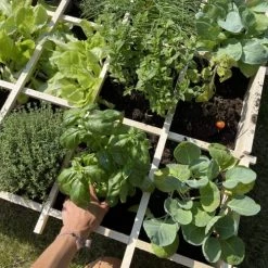 Alice's Garden Pots, Cache-pots Et Jardinières D'extérieur Carré Potager 90x90, Epeautre - Potager En Bois 11 Alice's Garden Pots, Cache-pots Et Jardinières D'extérieur Carré Potager 90x90, Epeautre - Potager En Bois -Parasols Soldes Magasin carre potager 90x90 epeautre potager en bois 3