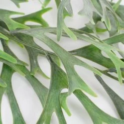 Mica Decorations Plantes D'intérieur Et Fleurs D'intérieur Citronnelle Suspendue Artificielle H84 -Parasols Soldes Magasin citronnelle suspendue artificielle h84 3