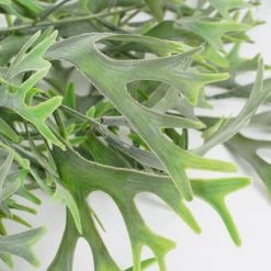 Mica Decorations Plantes D'intérieur Et Fleurs D'intérieur Citronnelle Suspendue Artificielle H84 -Parasols Soldes Magasin citronnelle suspendue artificielle h84 4