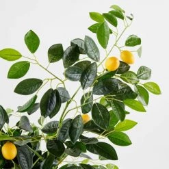 Oviala Plantes D'intérieur Et Fleurs D'intérieur Citronnier -Parasols Soldes Magasin citronnier 2