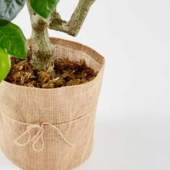 Oviala Plantes D'intérieur Et Fleurs D'intérieur Citronnier -Parasols Soldes Magasin citronnier 3