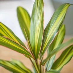 Réconciliation Végétale Plantes D'intérieur Et Fleurs D'intérieur Cordyline Plante D'intérieur Remarquable Avec Cache-pot -Parasols Soldes Magasin cordyline plante d interieur remarquable avec cache pot 3