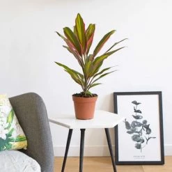 Réconciliation Végétale Plantes D'intérieur Et Fleurs D'intérieur Cordyline Plante D'intérieur Remarquable Avec Cache-pot -Parasols Soldes Magasin cordyline plante d interieur remarquable avec cache pot 4