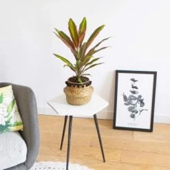 Réconciliation Végétale Plantes D'intérieur Et Fleurs D'intérieur Cordyline Plante D'intérieur Remarquable Avec Cache-pot -Parasols Soldes Magasin cordyline plante d interieur remarquable avec cache pot 5