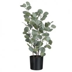 LANADECO Plantes D'intérieur Et Fleurs D'intérieur Eucalyptus En Pot Plastique Vert H60cm