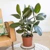 Réconciliation Végétale Plantes D'intérieur Et Fleurs D'intérieur Ficus Caoutchouc 3 Branches Sans Cache-pot -Parasols Soldes Magasin ficus caoutchouc 3 branches sans cache pot