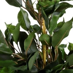 Mica Decorations Plantes D'intérieur Et Fleurs D'intérieur Ficus Exotica Artificielle En Pot H65 -Parasols Soldes Magasin ficus exotica artificielle en pot h65 2