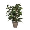 Mica Decorations Plantes D'intérieur Et Fleurs D'intérieur Ficus Natasja Artificielle Verte En Pot H40 -Parasols Soldes Magasin ficus natasja artificielle verte en pot h40