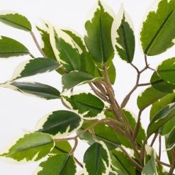 Mica Decorations Plantes D'intérieur Et Fleurs D'intérieur Ficus Natasja Artificielle Verte Panaché En Pot H40 -Parasols Soldes Magasin ficus natasja artificielle verte panache en pot h40 2