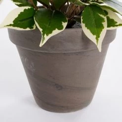 Mica Decorations Plantes D'intérieur Et Fleurs D'intérieur Ficus Natasja Artificielle Verte Panaché En Pot H40 -Parasols Soldes Magasin ficus natasja artificielle verte panache en pot h40 3