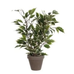 Mica Decorations Plantes D'intérieur Et Fleurs D'intérieur Ficus Natasja Artificielle Verte Panaché En Pot H40 -Parasols Soldes Magasin ficus natasja artificielle verte panache en pot h40 4