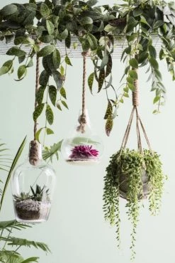 Mica Decorations Plantes D'intérieur Et Fleurs D'intérieur Fittonia Suspendue Artificielle H80 -Parasols Soldes Magasin fittonia suspendue artificielle h80 3