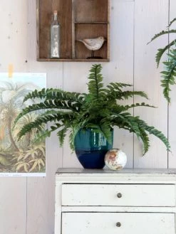 Mica Decorations Plantes D'intérieur Et Fleurs D'intérieur Fougère Artificielle En Pot H35 -Parasols Soldes Magasin fougere artificielle en pot h35 1