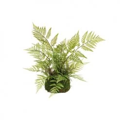 Sia Deco Plantes D'intérieur Et Fleurs D'intérieur Fougère Et Mousse