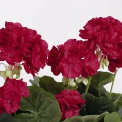 Mica Decorations Plantes D'intérieur Et Fleurs D'intérieur Géranium Artificielle Rose Foncé En Pot H40 -Parasols Soldes Magasin geranium artificielle rose fonce en pot h40 2