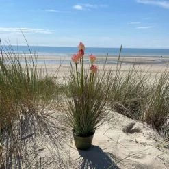 Pirouette Paris Plantes D'intérieur Et Fleurs D'intérieur Graminée Artificielle Avec Pot En Zinc H53 -Parasols Soldes Magasin graminee artificielle avec pot en zinc h53 3