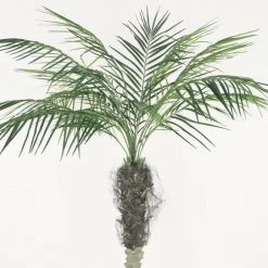 Ligne Déco Plantes D'intérieur Et Fleurs D'intérieur Grand Arbre Artificiel Faux Palmier Areca En Pot, H.180cm -Parasols Soldes Magasin grand arbre artificiel faux palmier areca en pot h 180cm 2