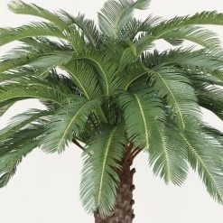 Ligne Déco Plantes D'intérieur Et Fleurs D'intérieur Grand Arbre Artificiel Palmier Cycas 48 Palmes XXL, H.210cm -Parasols Soldes Magasin grand arbre artificiel palmier cycas 48 palmes xxl h 210cm 2