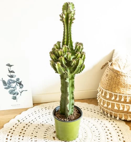 Réconciliation Végétale Plantes D'intérieur Et Fleurs D'intérieur Grande Euphorbe Erythrea 90 Cm 3 Réconciliation Végétale Plantes D'intérieur Et Fleurs D'intérieur Grande Euphorbe Erythrea 90 Cm – Image 2