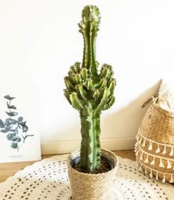 Réconciliation Végétale Plantes D'intérieur Et Fleurs D'intérieur Grande Euphorbe Erythrea 90 Cm