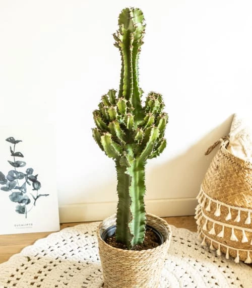 Réconciliation Végétale Plantes D'intérieur Et Fleurs D'intérieur Grande Euphorbe Erythrea 90 Cm 2 Réconciliation Végétale Plantes D'intérieur Et Fleurs D'intérieur Grande Euphorbe Erythrea 90 Cm