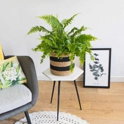 Réconciliation Végétale Plantes D'intérieur Et Fleurs D'intérieur Grande Fougère De Boston Sans Cache-pot -Parasols Soldes Magasin grande fougere de boston sans cache pot 2