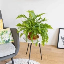 Réconciliation Végétale Plantes D'intérieur Et Fleurs D'intérieur Grande Fougère De Boston Sans Cache-pot