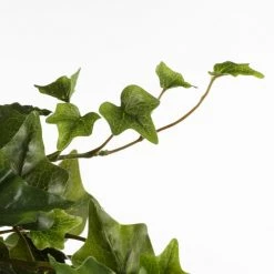 Mica Decorations Plantes D'intérieur Et Fleurs D'intérieur Hedera Artificielle Suspendu Vert H130 -Parasols Soldes Magasin hedera artificielle suspendu vert h130 3