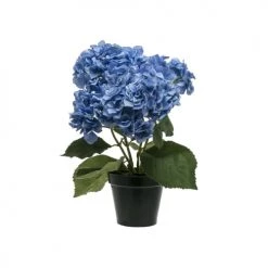 Sia Deco Plantes D'intérieur Et Fleurs D'intérieur Hydrangea En Pot