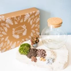 Réconciliation Végétale Plantes D'intérieur Et Fleurs D'intérieur Kit Pour Terrarium 1 Fittonia Rouge -Parasols Soldes Magasin kit pour terrarium 1 fittonia rouge 2