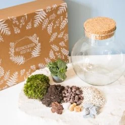Réconciliation Végétale Plantes D'intérieur Et Fleurs D'intérieur Kit Pour Terrarium 1 Fittonia Vert