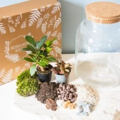 Réconciliation Végétale Plantes D'intérieur Et Fleurs D'intérieur Kit Pour Terrarium 2 Plantes Ficus Et Fittonia Rouge -Parasols Soldes Magasin kit pour terrarium 2 plantes ficus et fittonia rouge 2