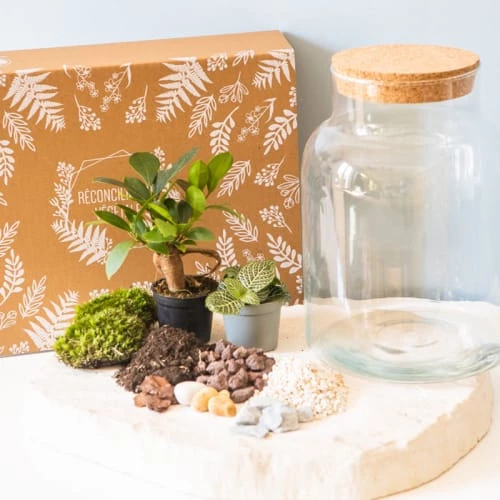 Réconciliation Végétale Plantes D'intérieur Et Fleurs D'intérieur Kit Pour Terrarium 2 Plantes Ficus Et Fittonia Vert 5 Réconciliation Végétale Plantes D'intérieur Et Fleurs D'intérieur Kit Pour Terrarium 2 Plantes Ficus Et Fittonia Vert – Image 3