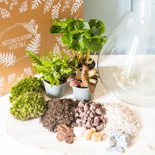 Réconciliation Végétale Plantes D'intérieur Et Fleurs D'intérieur Kit Pour Terrarium 3 Plantes Coffea, Fougère Et Fittonia Rouge 4 Réconciliation Végétale Plantes D'intérieur Et Fleurs D'intérieur Kit Pour Terrarium 3 Plantes Coffea, Fougère Et Fittonia Rouge – Image 2