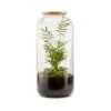 Naturalys Plantes D'intérieur Et Fleurs D'intérieur Kit Terrarium Plantes Bonbonne L (23 X 51 Cm) -Parasols Soldes Magasin kit terrarium plantes bonbonne l 23 x 51 cm