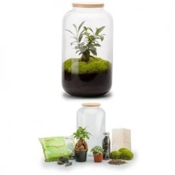 Naturalys Plantes D'intérieur Et Fleurs D'intérieur Kit Terrarium Plantes Bonbonne M (23 X 41 Cm) -Parasols Soldes Magasin kit terrarium plantes bonbonne m 23 x 41 cm 2