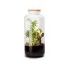Naturalys Plantes D'intérieur Et Fleurs D'intérieur Kit Terrarium Plantes Bonbonne Mix L (23 X 51 Cm) -Parasols Soldes Magasin kit terrarium plantes bonbonne mix l 23 x 51 cm