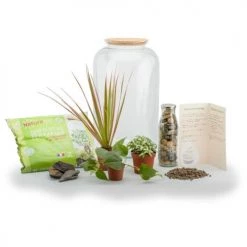 Naturalys Plantes D'intérieur Et Fleurs D'intérieur Kit Terrarium Plantes Bonbonne Mix M (23 X 41 Cm) -Parasols Soldes Magasin kit terrarium plantes bonbonne mix m 23 x 41 cm 1