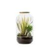 Naturalys Plantes D'intérieur Et Fleurs D'intérieur Kit Terrarium Plantes Bonbonne Mix M (23 X 41 Cm) -Parasols Soldes Magasin kit terrarium plantes bonbonne mix m 23 x 41 cm