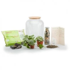 Naturalys Plantes D'intérieur Et Fleurs D'intérieur Kit Terrarium Plantes Bonbonne Mix S (24 X 31 Cm) -Parasols Soldes Magasin kit terrarium plantes bonbonne mix s 24 x 31 cm 1