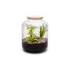Naturalys Plantes D'intérieur Et Fleurs D'intérieur Kit Terrarium Plantes Bonbonne Mix S (24 X 31 Cm) -Parasols Soldes Magasin kit terrarium plantes bonbonne mix s 24 x 31 cm